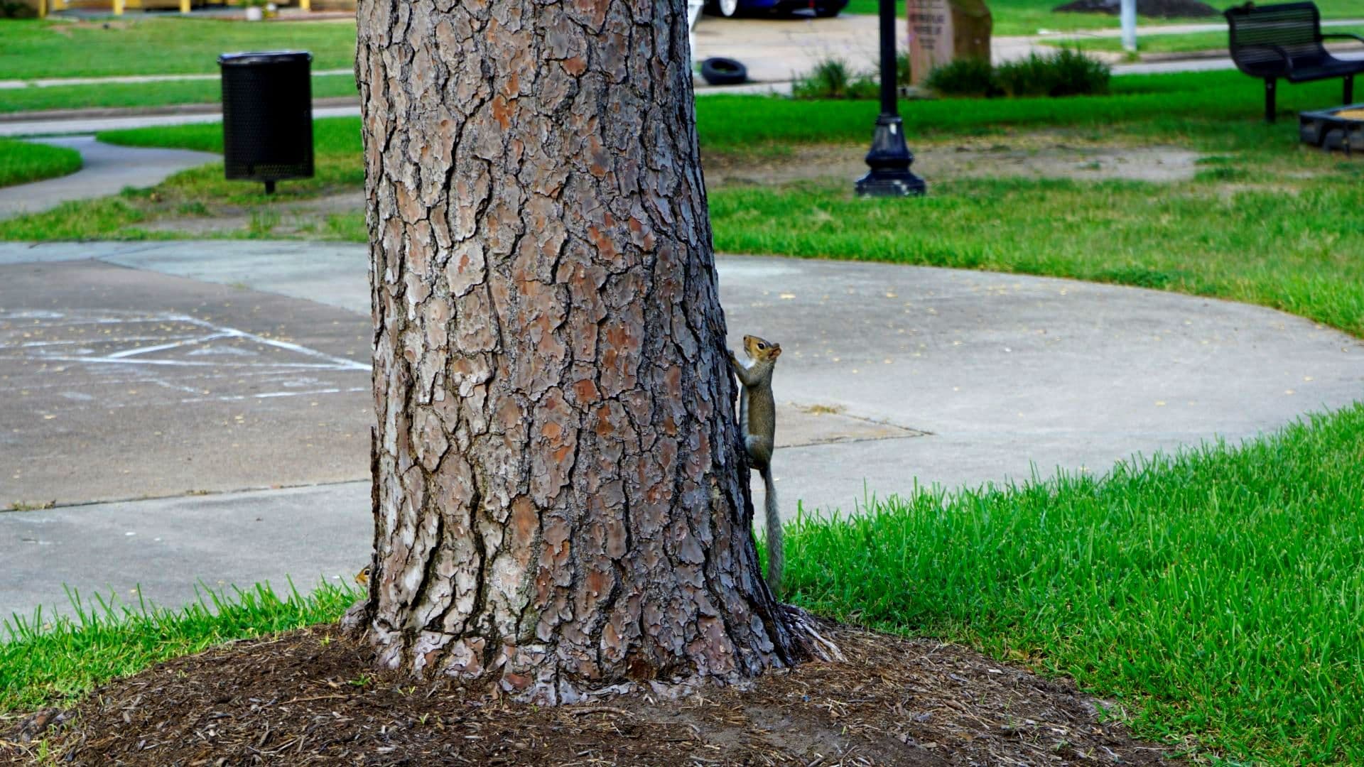 Squirrel Pic